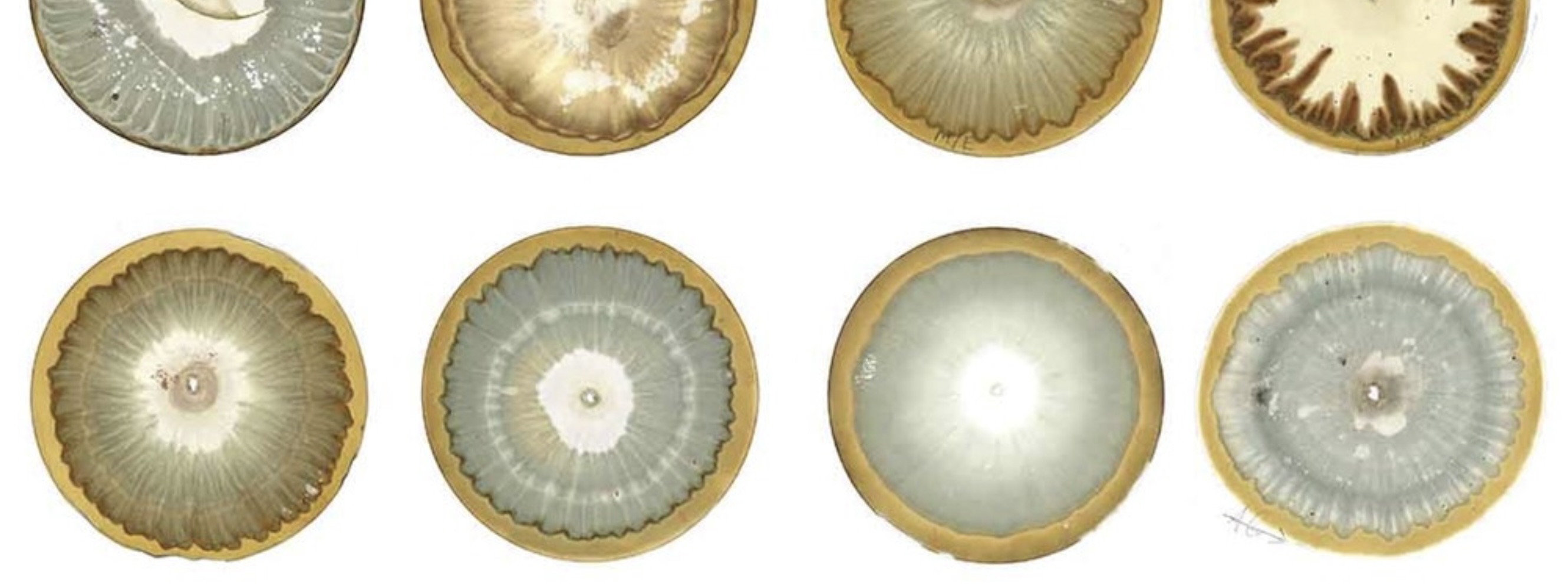 NØ SCHOOL 2025 experinced by Rewilding Cultures grantee Gemma Ciabattoni 