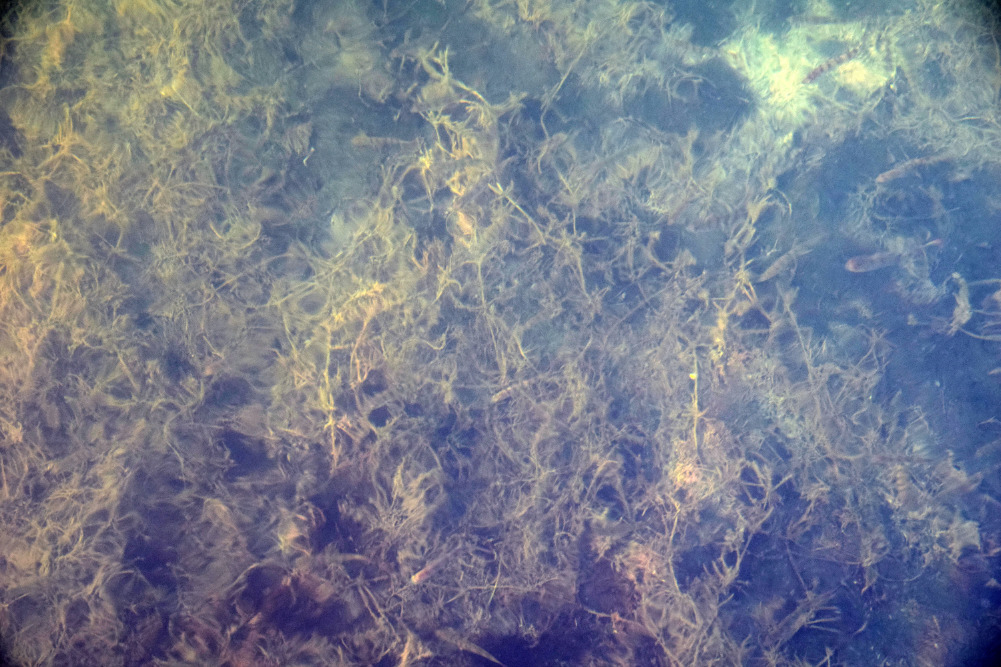 Björn Kröger: Living with stonewort
